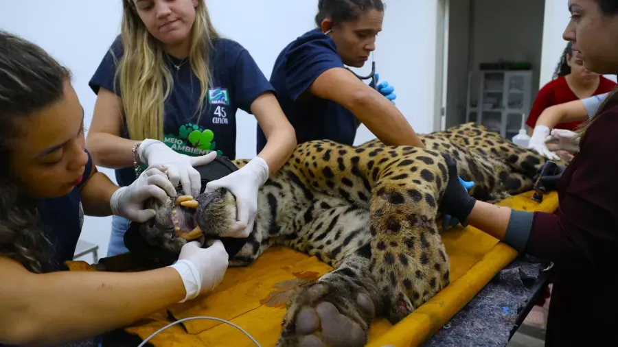 Onça que matou caseiro em MS não voltará para a natureza, diz ICMbio