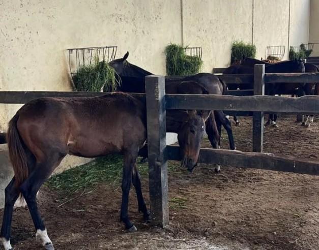 Laudo dos EUA relaciona mortes de cavalos em Alagoas a toxina em ração