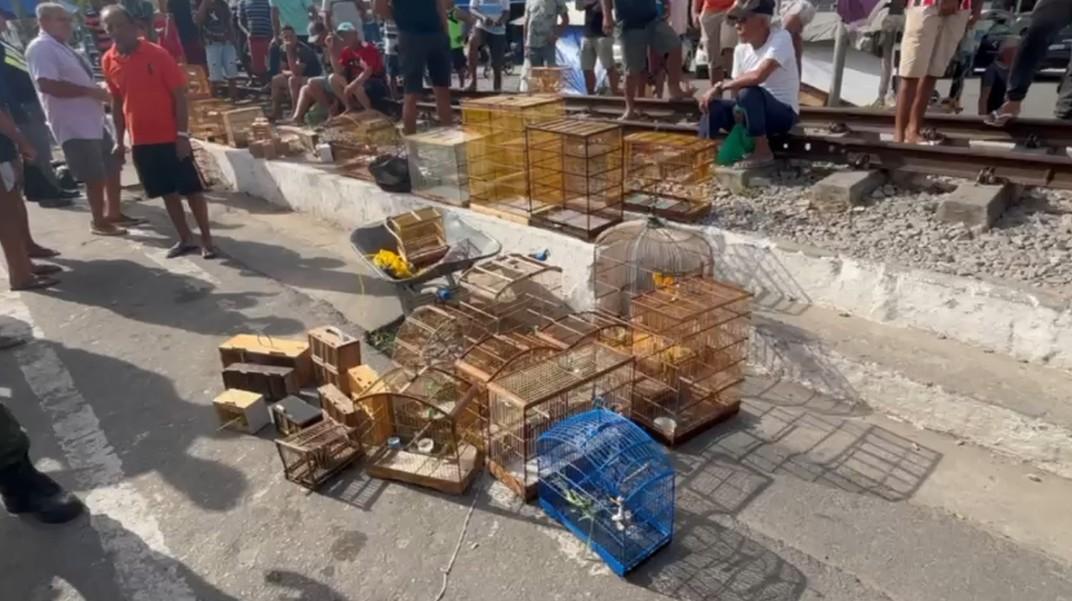 polícia apreende 60 animais silvestres em operação em feiras de Maceió e Rio Largo