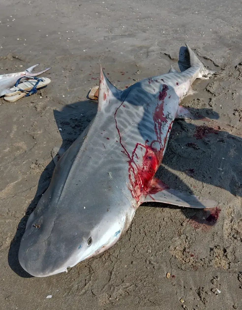 VÍDEO: Tubarão-tigre de mais de 2 metros é capturado por pescadores em Coruripe