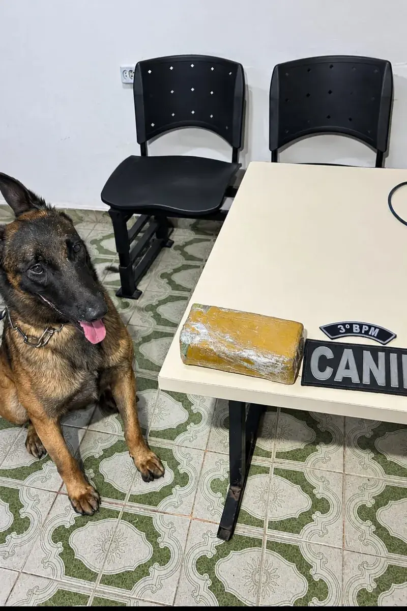 Cão farejador encontra tablete de maconha em casa abandonada em Arapiraca