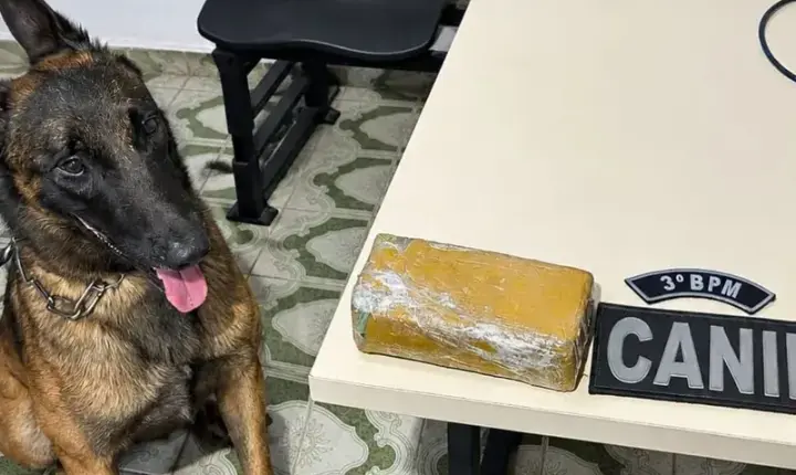 Cão farejador encontra tablete de maconha em casa abandonada em Arapiraca